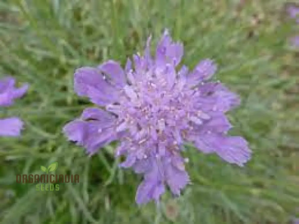 Scabiosa Graminifolia Seeds - Exquisite Garden Perennials for Vibrant Flower Beds | Premium Gardening Seeds - Image 3