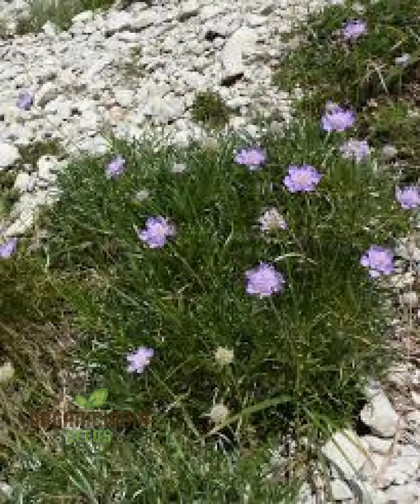 Scabiosa Graminifolia Seeds - Exquisite Garden Perennials for Vibrant Flower Beds | Premium Gardening Seeds - Image 4