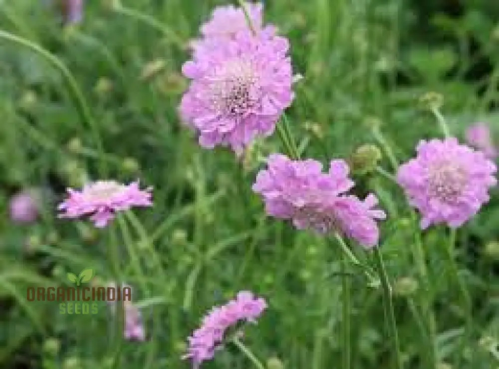 Scabiosa Incisa Seeds - Premium Gardening Seeds for Beautiful Garden Blooms | Buy Scabiosa Incisa Seeds Online