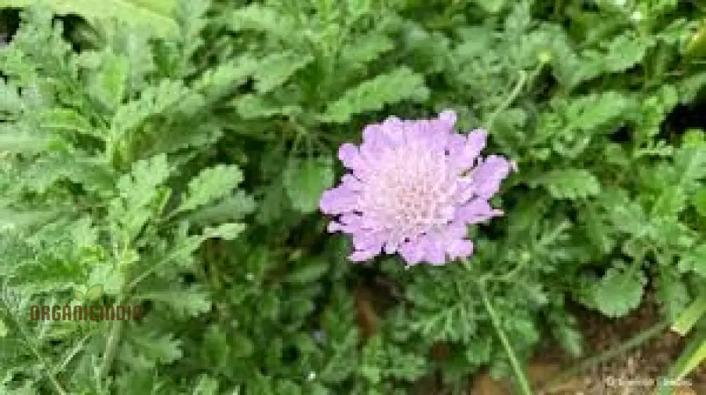 Scabiosa Incisa Seeds - Premium Gardening Seeds for Beautiful Garden Blooms | Buy Scabiosa Incisa Seeds Online - Image 3