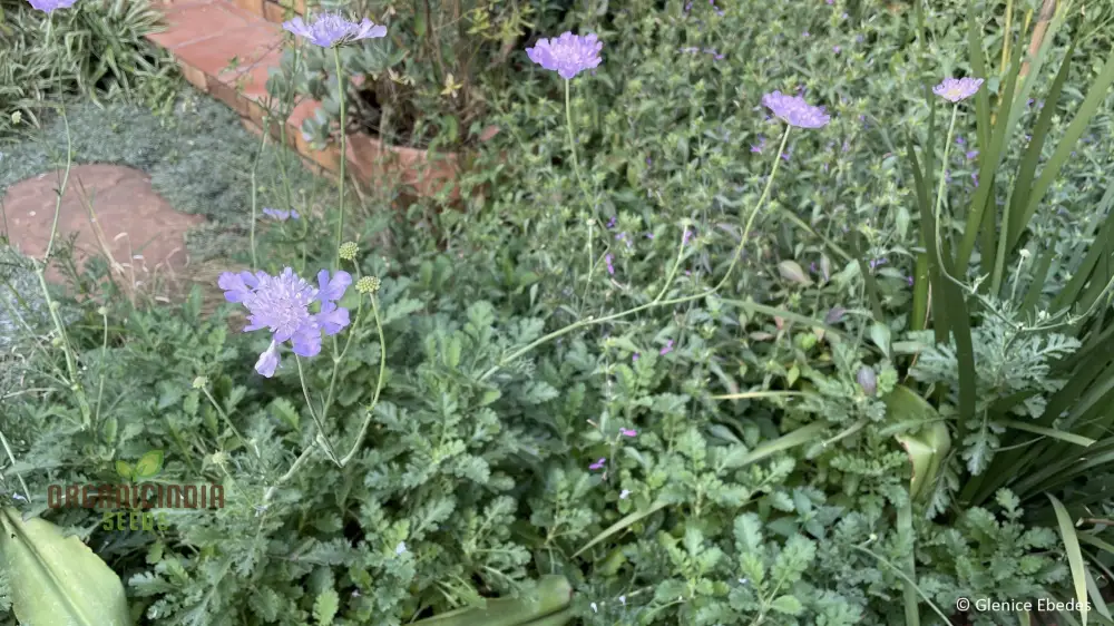 Scabiosa Incisa Seeds - Premium Gardening Seeds for Beautiful Garden Blooms | Buy Scabiosa Incisa Seeds Online - Image 4