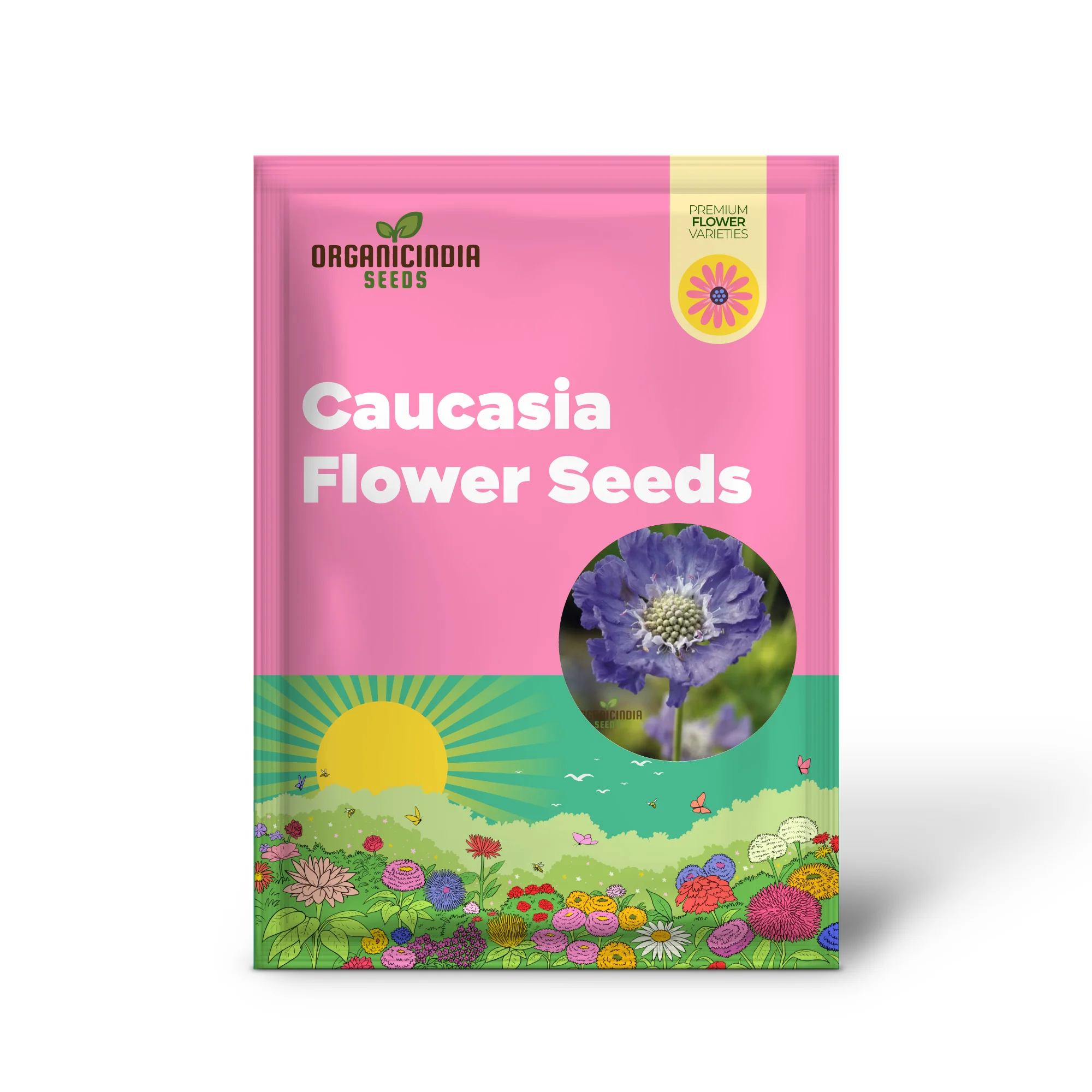 Scabious Caucasia Perfecta Blue Potted Flower Seeds For Planting, Stunning Blue Scabious for Beautiful Pots and Garden Borders - Image 2