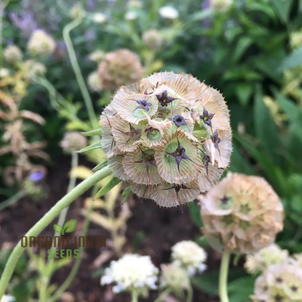 Scabious Ping Pong Seeds - Cultivate Delicate and Whimsical Ping Pong Scabious Flowers in Your Garden