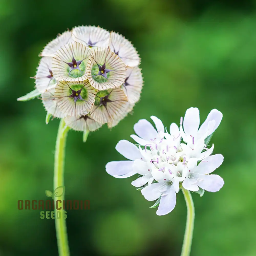 Scabious Ping Pong Seeds - Cultivate Delicate and Whimsical Ping Pong Scabious Flowers in Your Garden - Image 3