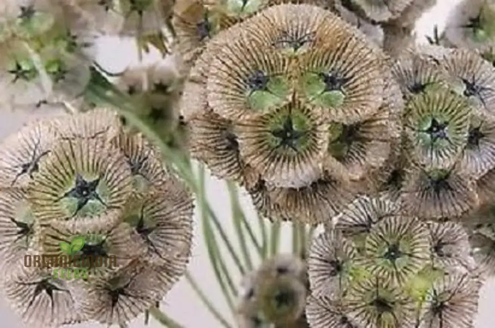 Scabious Ping Pong Seeds - Cultivate Delicate and Whimsical Ping Pong Scabious Flowers in Your Garden - Image 4
