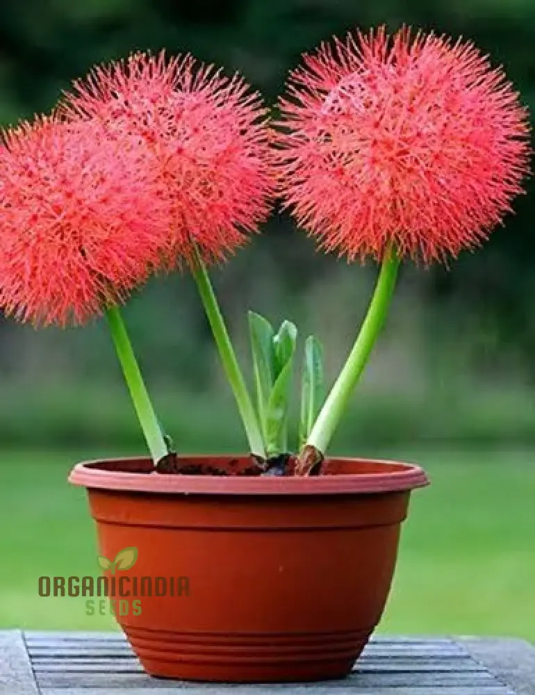Scadoxus Multiflorus Seeds for Planting - Image 3