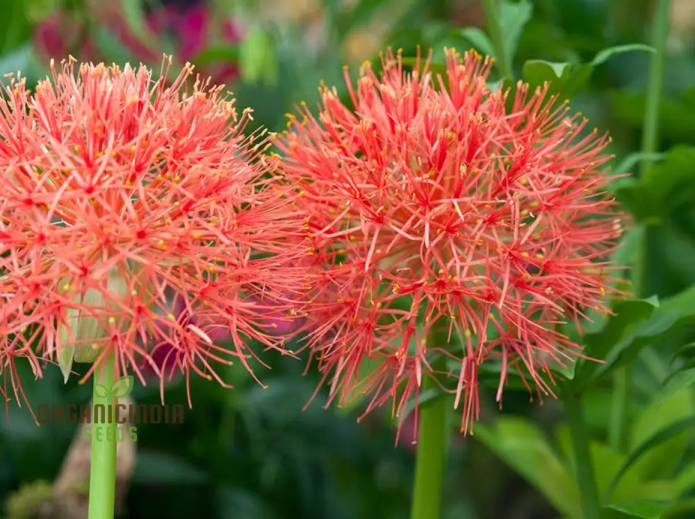 Scadoxus Multiflorus Seeds for Planting - Image 4
