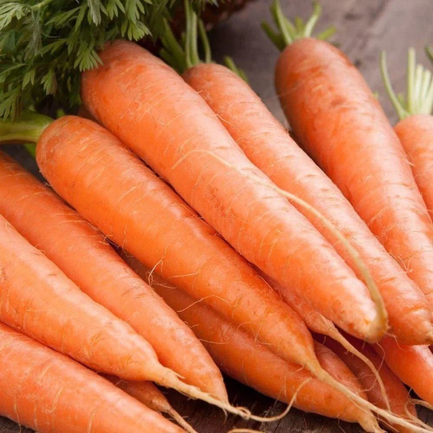 Scarlet Nantes Carrot Seeds β Heirloom, Sweet & Crisp - Grow Your Own Carrots