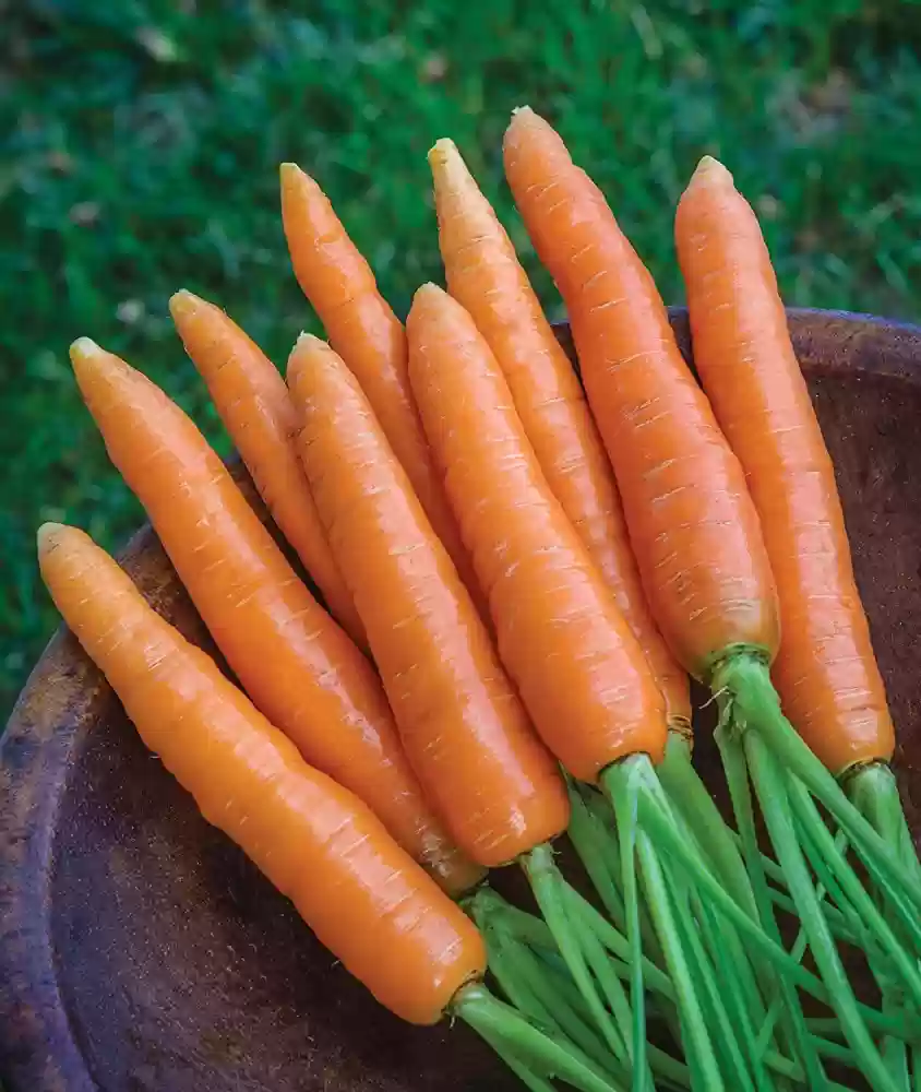 Scarlet Nantes Carrot Seeds β Heirloom, Sweet & Crisp - Grow Your Own Carrots - Image 2