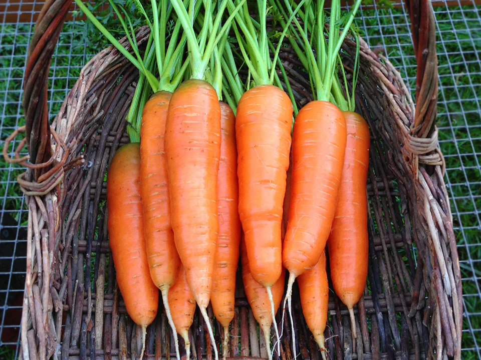 Scarlet Nantes Carrot Seeds β Heirloom, Sweet & Crisp - Grow Your Own Carrots - Image 3