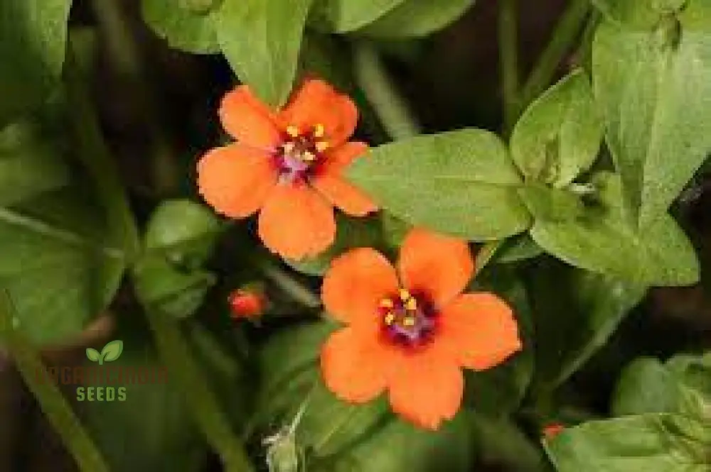 Scarlet Pimpernel Flower Seeds For Planting: Enigmatic Garden Delights & Botanical Wonders - Image 2