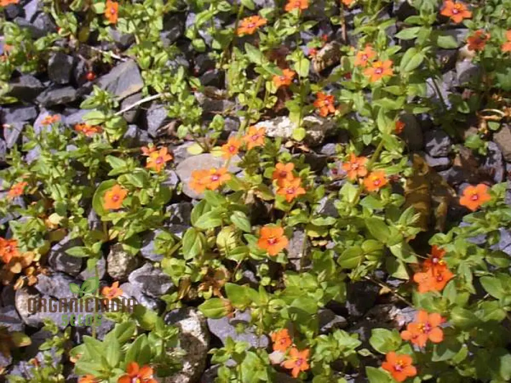 Scarlet Pimpernel Flower Seeds For Planting: Enigmatic Garden Delights & Botanical Wonders - Image 3