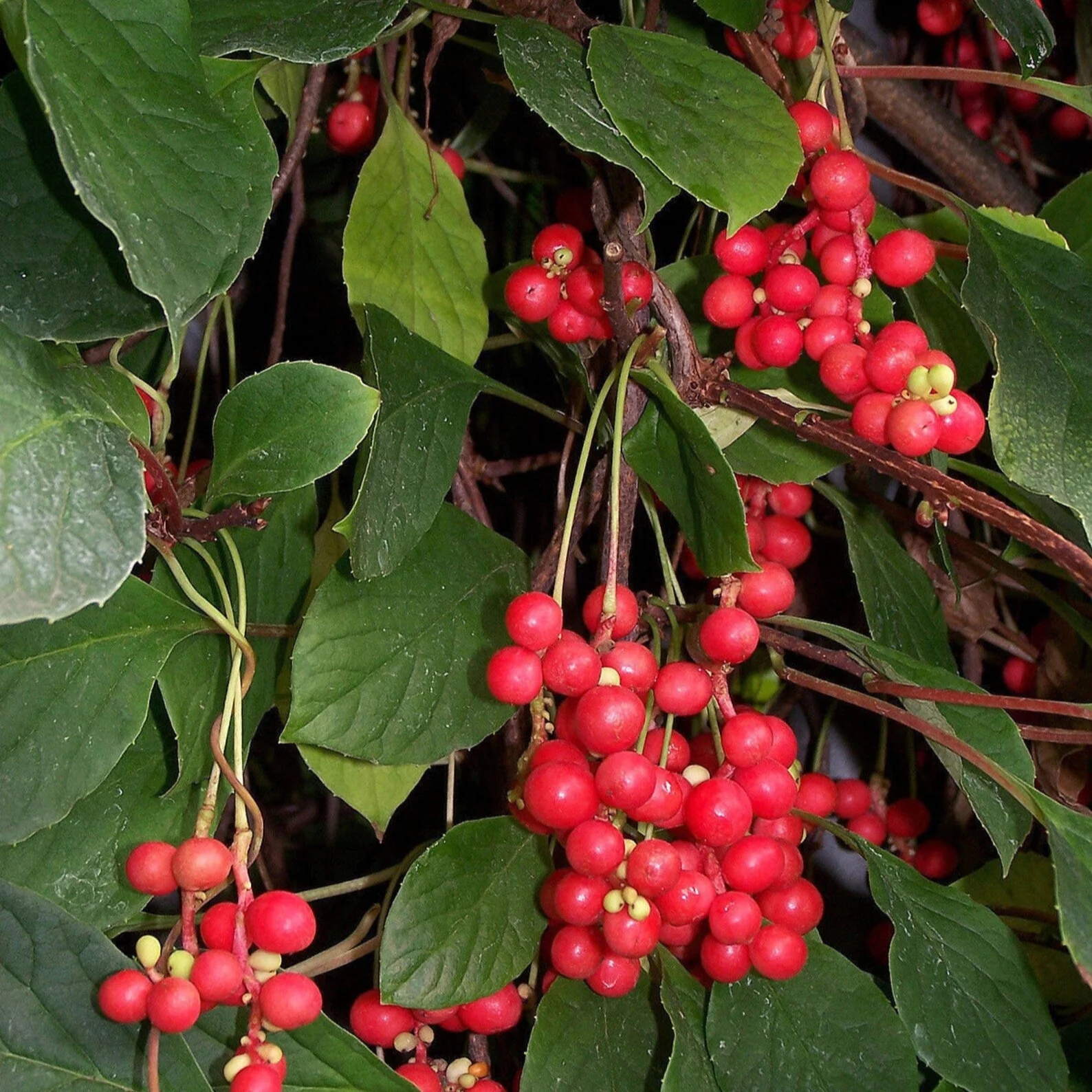 Schisandra Seeds, Schisandra Chinensis Magnolia Berry Vine Seeds - Image 3