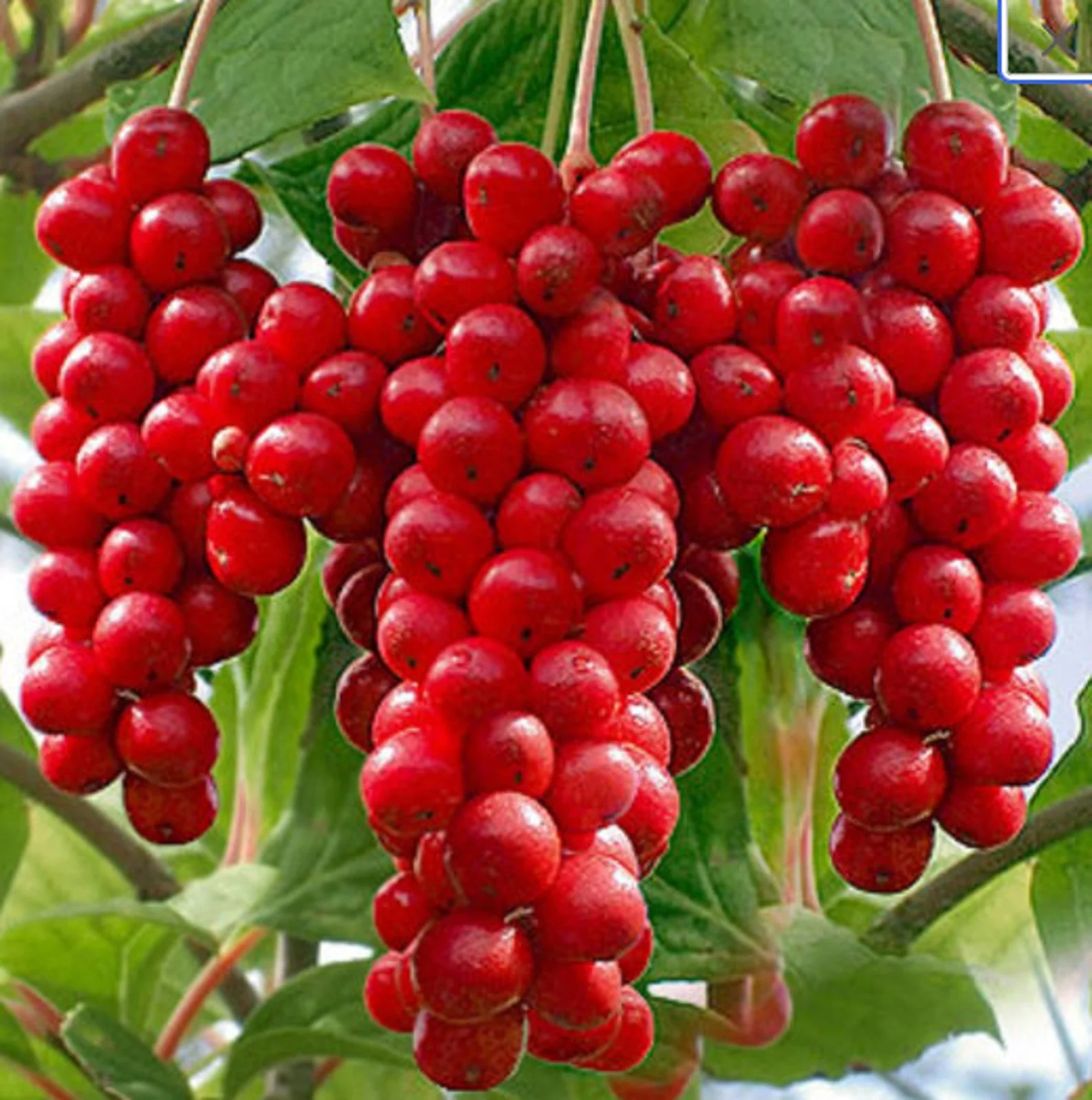 Schisandra Seeds, Schisandra Chinensis Magnolia Berry Vine Seeds - Image 4