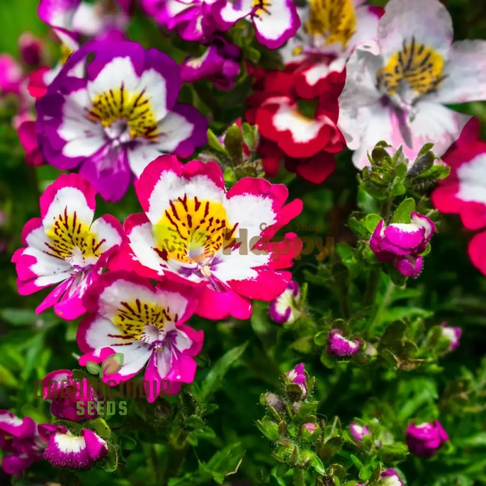Schizanthus Dr Badgers Flower seeds For Planting - Premium Garden Flowers for Vibrant and Long-Lasting Floral Displays | Perfect for Your Home Garden, Flower Beds, and Landscaping Projects