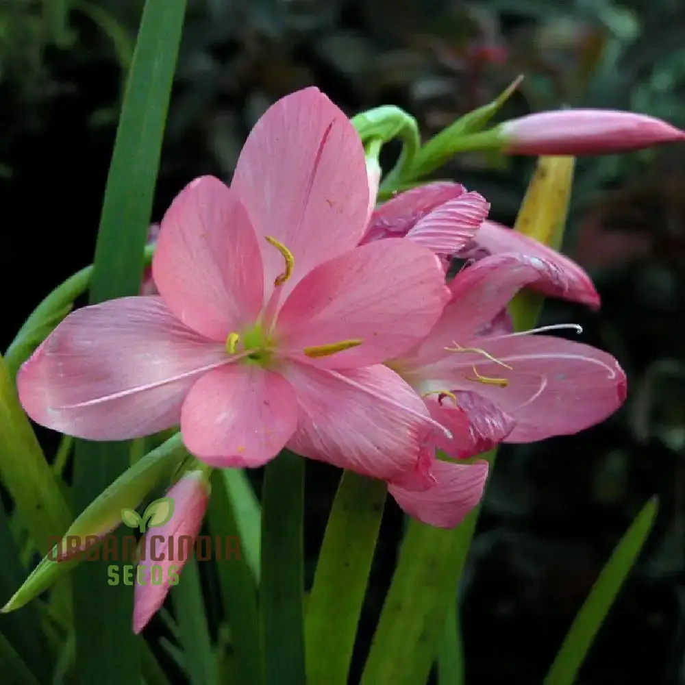 Schizostylis Coccinea 'Deep Pink' Seeds for Planting - Premium Quality Flower Seeds for Gardening Enthusiasts