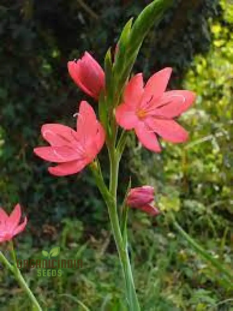 Schizostylis Coccinea 'Deep Pink' Seeds for Planting - Premium Quality Flower Seeds for Gardening Enthusiasts - Image 3