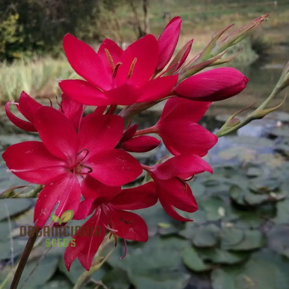 Schizostylis Coccinea 'Lipstick' Seeds for Gardening