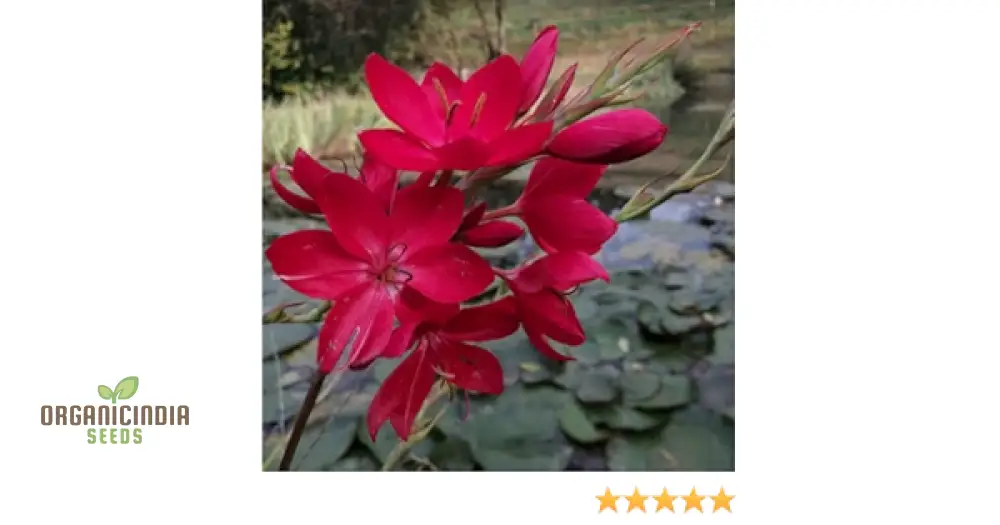 Schizostylis Coccinea 'Lipstick' Seeds for Gardening - Image 3
