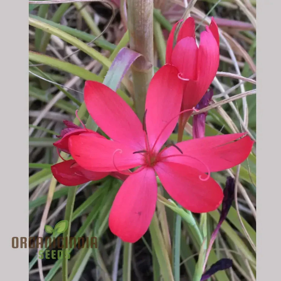 Schizostylis Coccinea 'Lipstick' Seeds for Gardening - Image 4