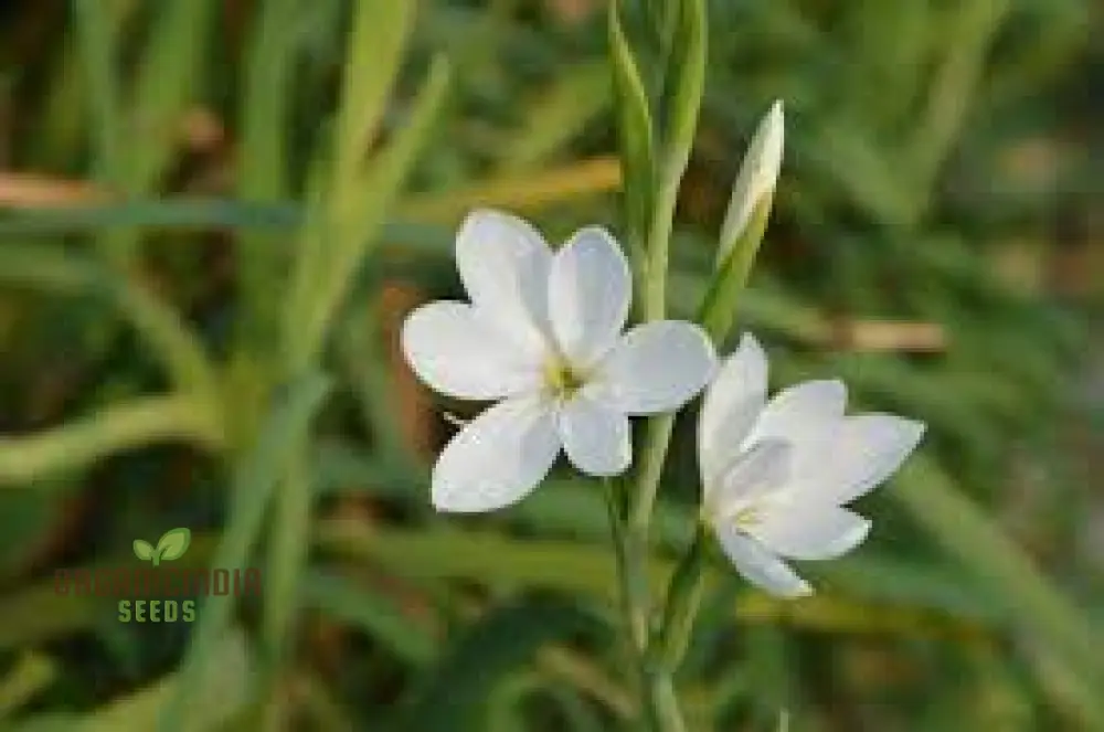 Schizostylis Coccinea Pale Pink Seeds - Premium Gardening Flower Seeds for Stunning Blooms