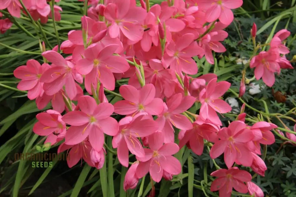 Schizostylis Coccinea Pale Pink Seeds - Premium Gardening Flower Seeds for Stunning Blooms - Image 3