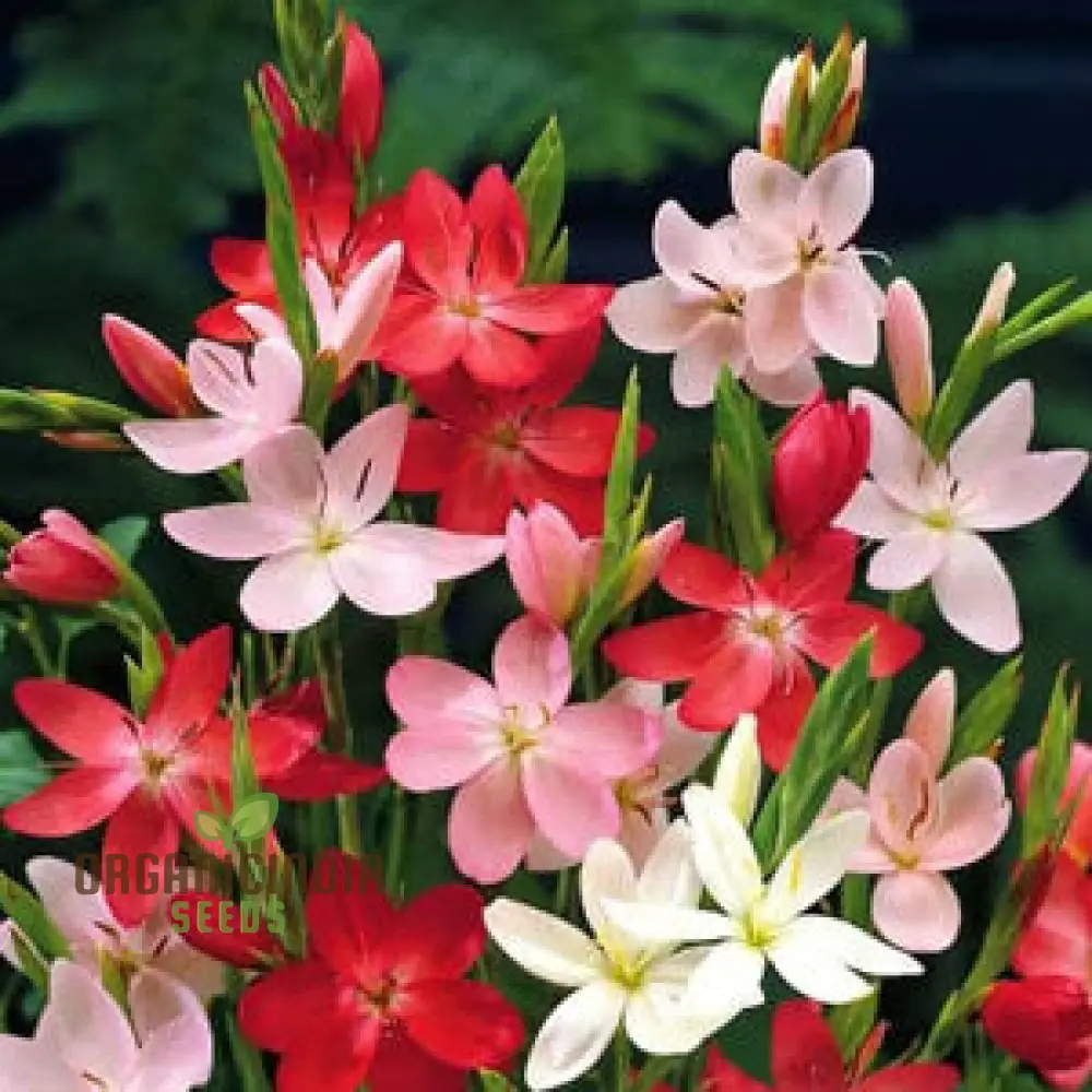 Schizostylis Mixed Colours Seeds for Gardening Enthusiasts | Premium Flower Seeds
