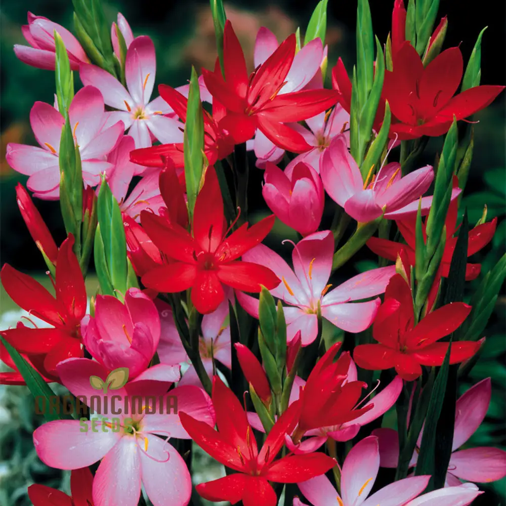 Schizostylis Mixed Colours Seeds for Gardening Enthusiasts | Premium Flower Seeds - Image 3