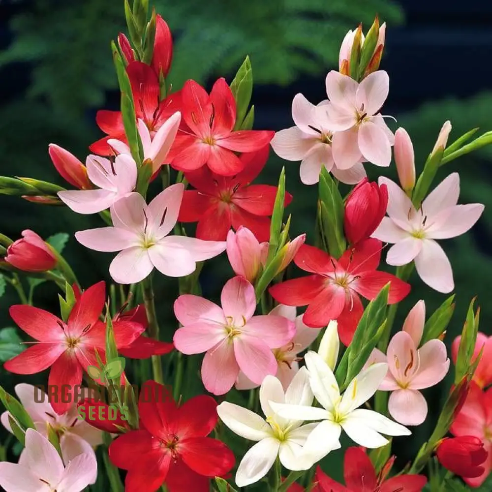 Schizostylis Mixed Colours Seeds for Gardening Enthusiasts | Premium Flower Seeds - Image 4