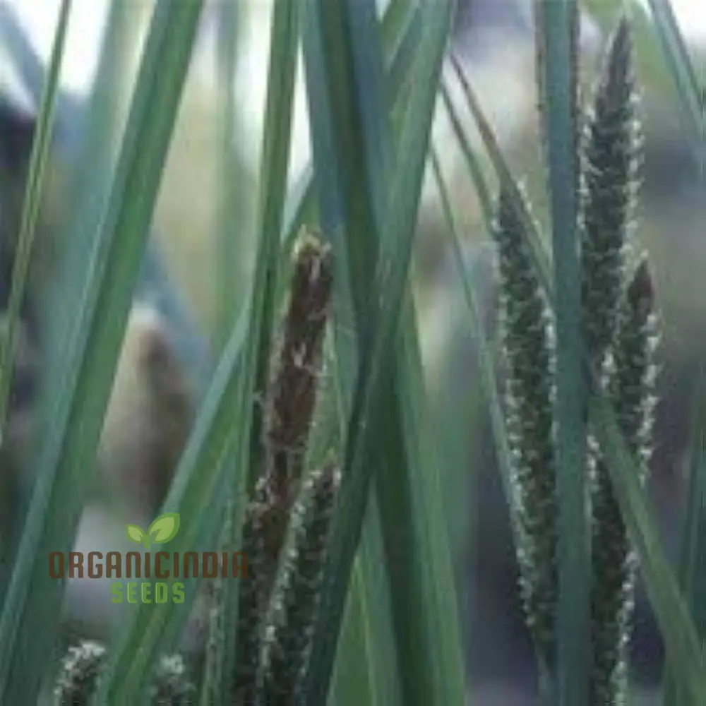 Schoenoxiphium 'Golden Caterpillars' Seeds - Rare Flowering Plant for Gardening Enthusiasts
