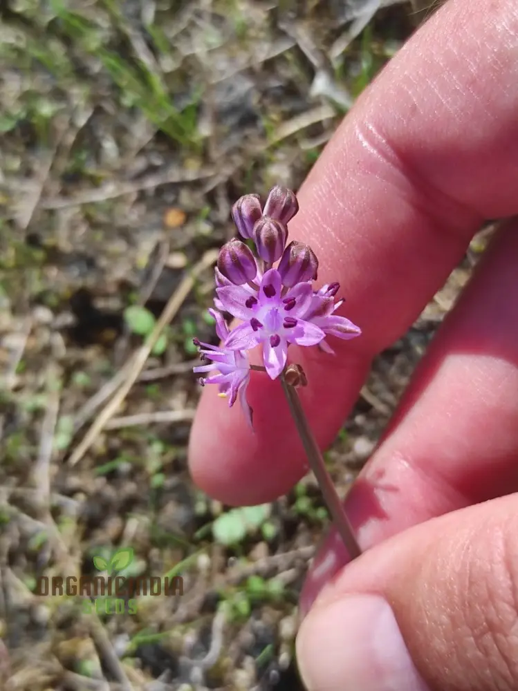 Scilla Autumnalis Seeds - Gardening Bulbs for Fall Planting and Spring Blooms | Premium Quality Botanical Bulbs for Home Gardeners