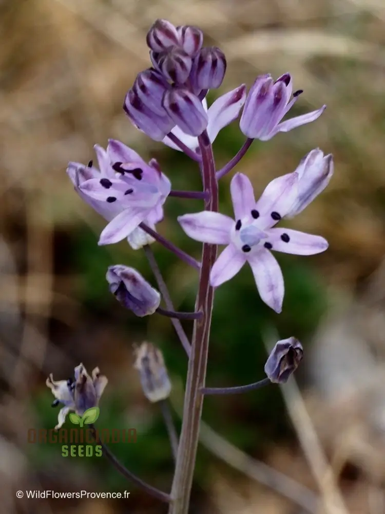 Scilla Autumnalis Seeds - Gardening Bulbs for Fall Planting and Spring Blooms | Premium Quality Botanical Bulbs for Home Gardeners - Image 3