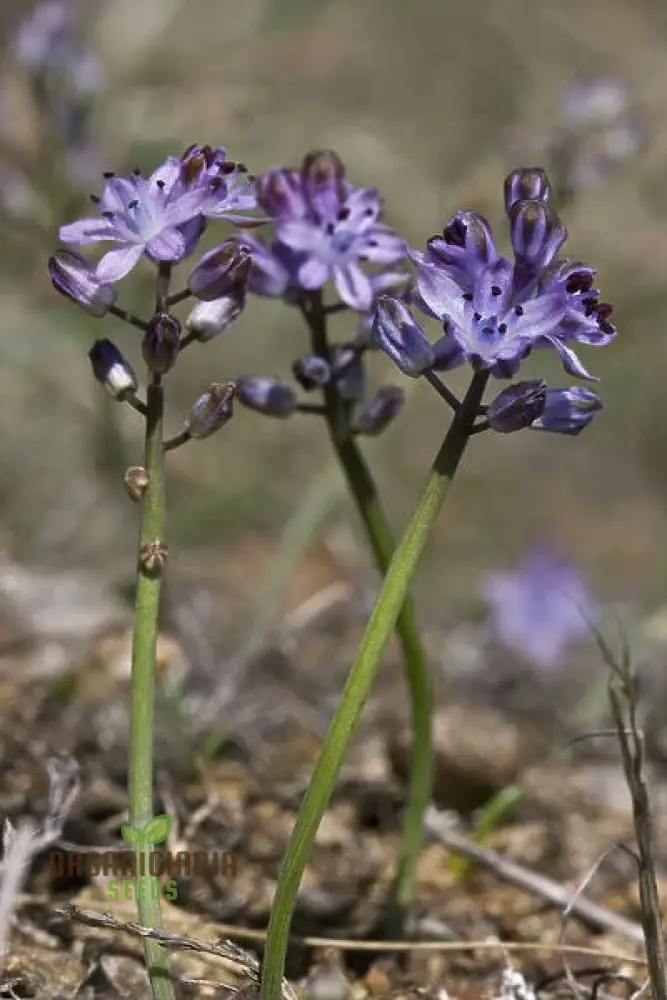 Scilla Autumnalis Seeds - Gardening Bulbs for Fall Planting and Spring Blooms | Premium Quality Botanical Bulbs for Home Gardeners - Image 4