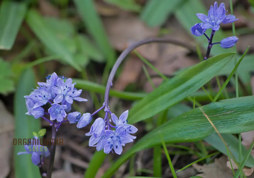 Scilla Bithynica Seeds - Rare Bulbous Plant for Gardening Enthusiasts | Buy Scilla Bithynica Bulbs for Spring Planting Online