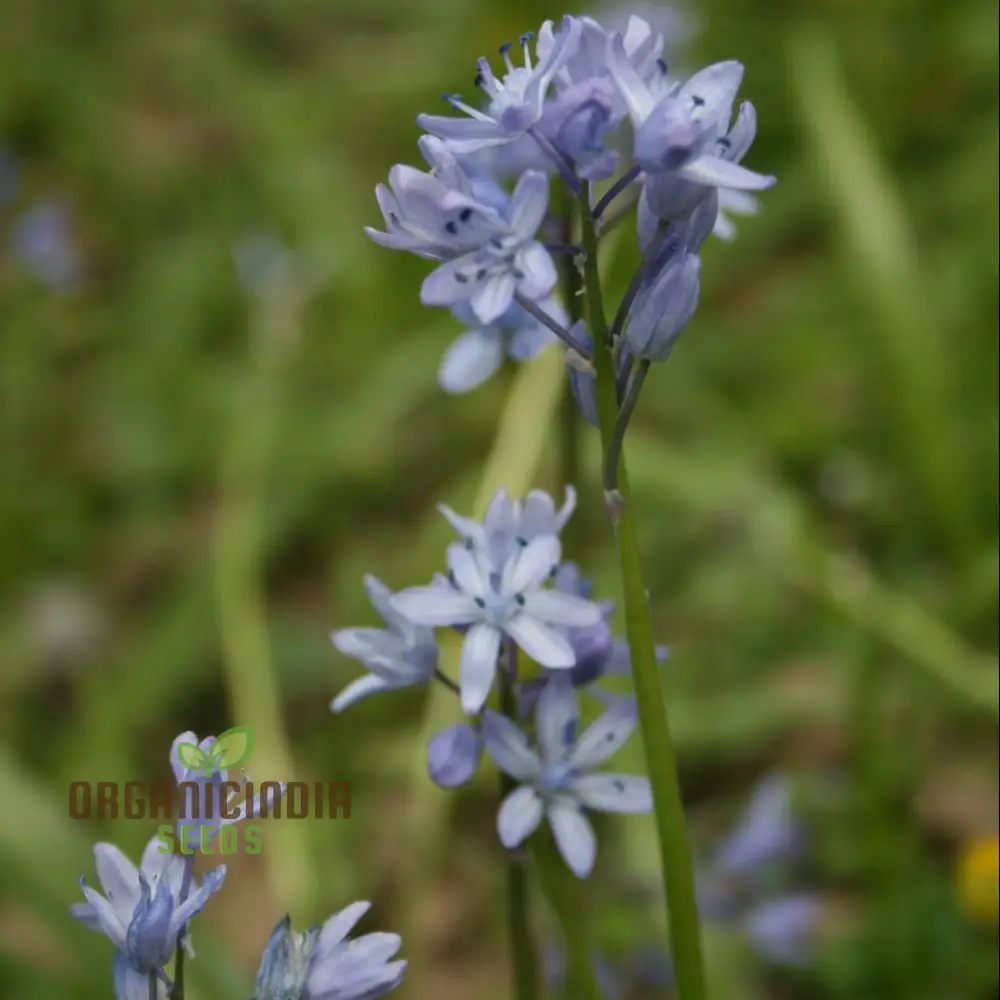 Scilla Bithynica Seeds - Rare Bulbous Plant for Gardening Enthusiasts | Buy Scilla Bithynica Bulbs for Spring Planting Online - Image 3