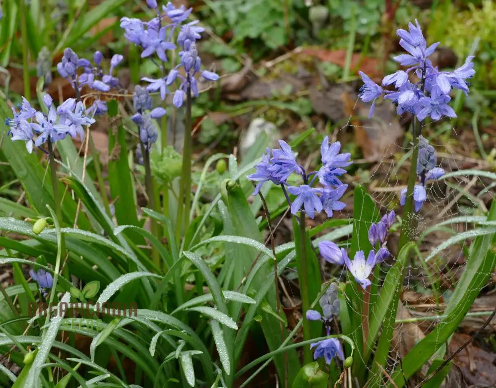 Scilla Bithynica Seeds - Rare Bulbous Plant for Gardening Enthusiasts | Buy Scilla Bithynica Bulbs for Spring Planting Online - Image 4