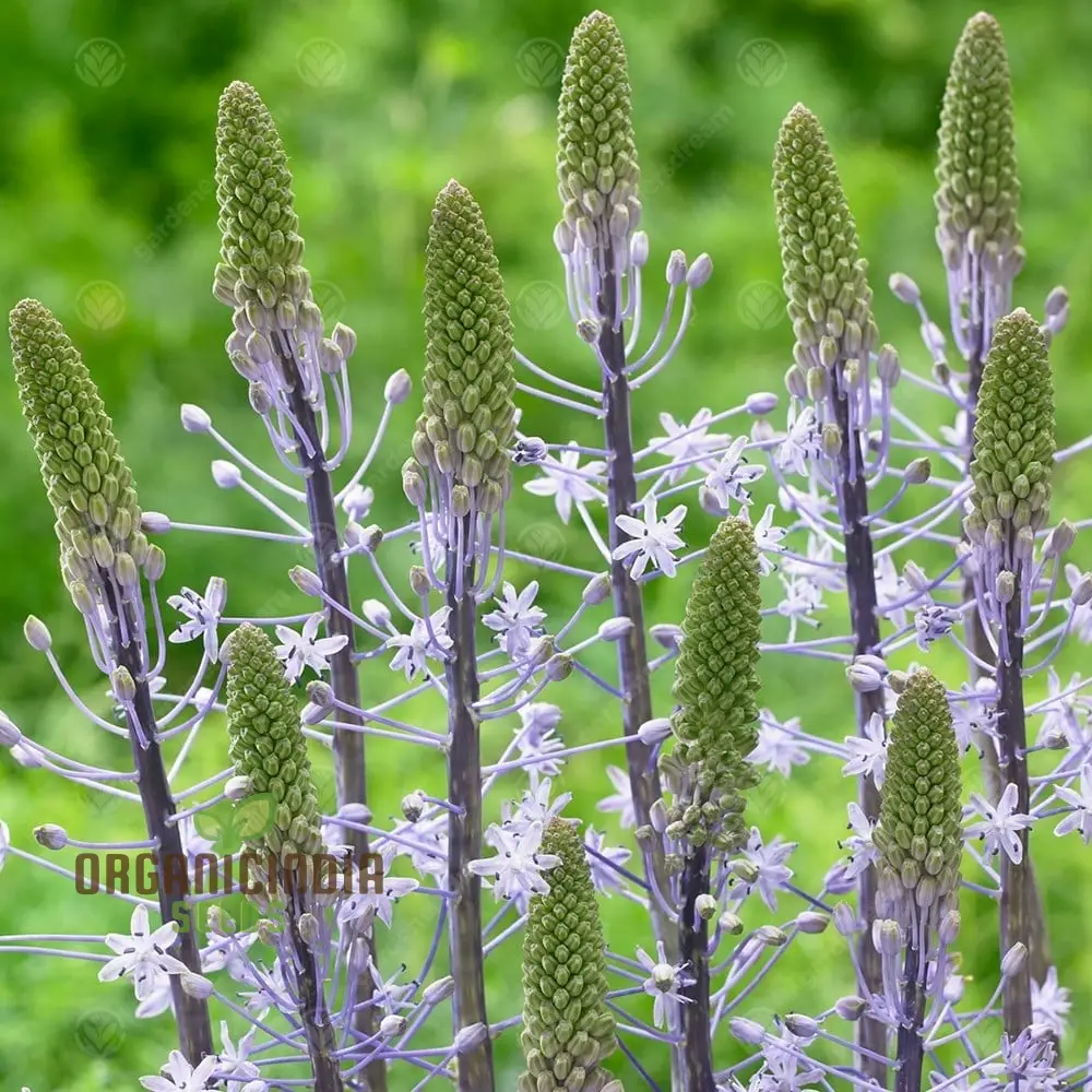 Scilla Hyacinthoides Seeds - Rare Garden Bulbs for Spring Planting | Premium Gardening Seeds for Stunning Hyacinthoides Flowers