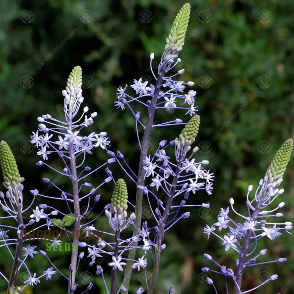 Scilla Hyacinthoides Seeds - Rare Garden Bulbs for Spring Planting | Premium Gardening Seeds for Stunning Hyacinthoides Flowers - Image 3