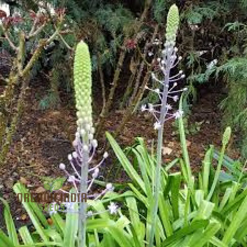 Scilla Hyacinthoides Seeds - Rare Garden Bulbs for Spring Planting | Premium Gardening Seeds for Stunning Hyacinthoides Flowers - Image 4
