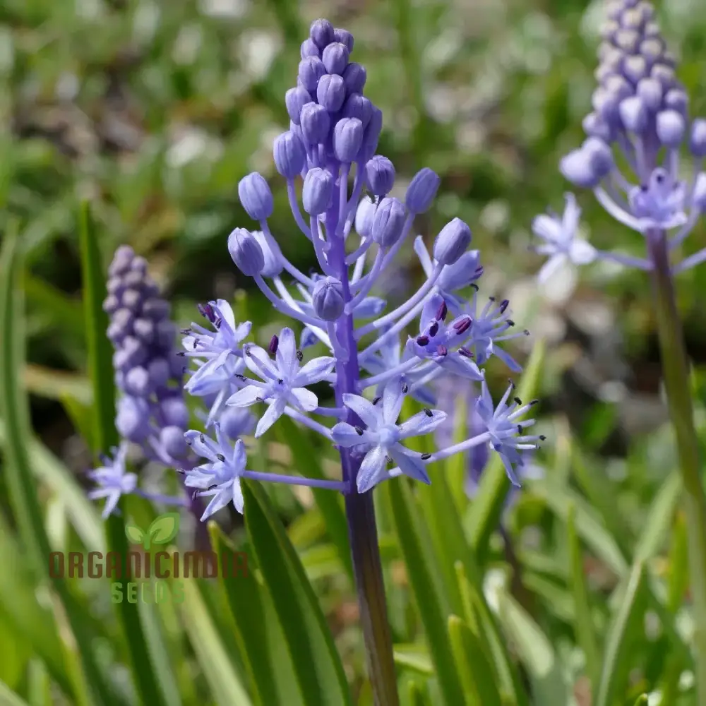 Scilla Litardierei Seeds for planting - Beautiful Blue Flower for Gardeners | Rare Perennial Bulbs - 500 pcs