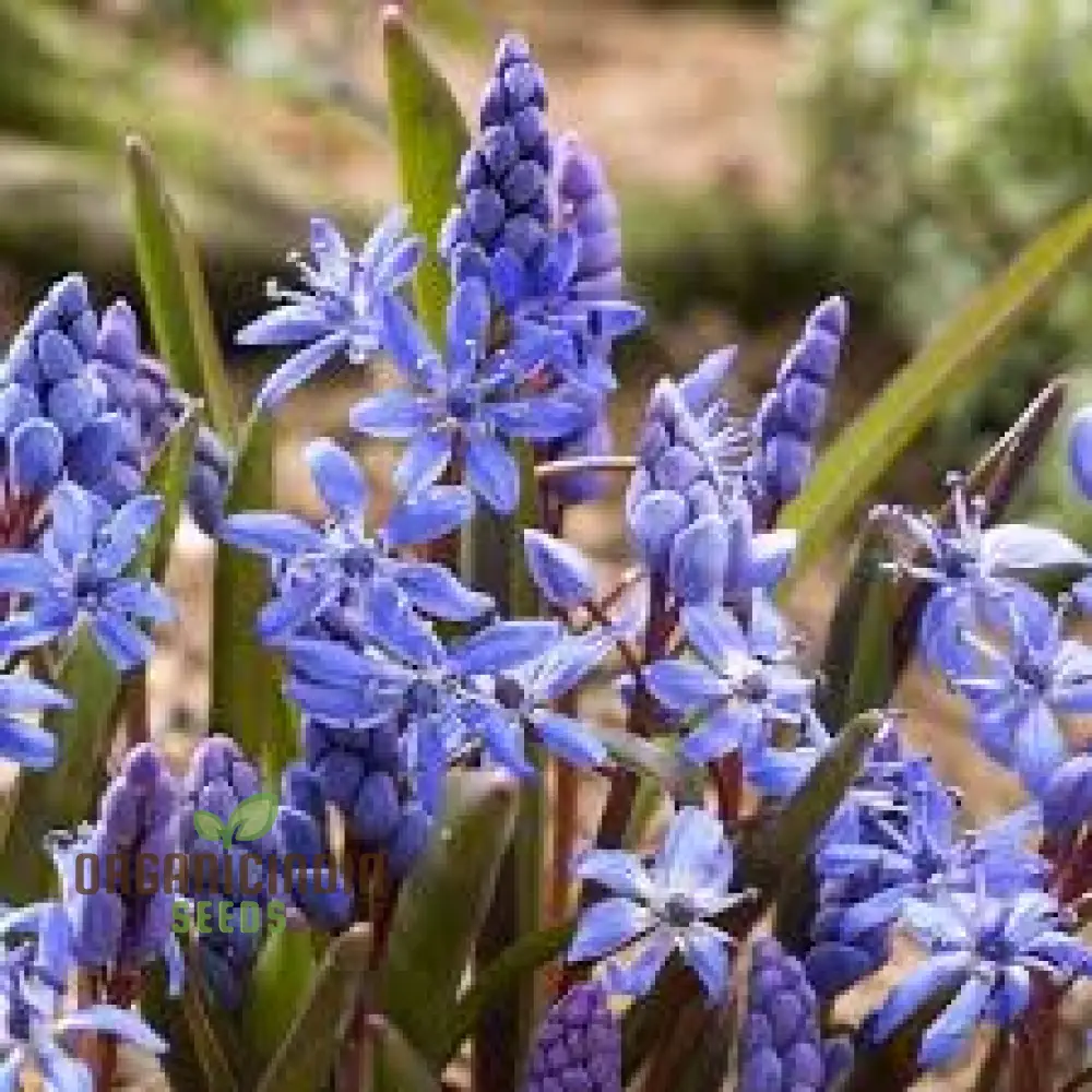Scilla Litardierei Seeds for planting - Beautiful Blue Flower for Gardeners | Rare Perennial Bulbs - 500 pcs - Image 3