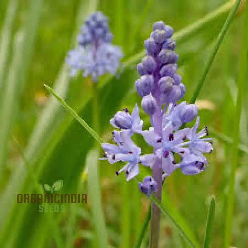 Scilla Litardierei Seeds for planting - Beautiful Blue Flower for Gardeners | Rare Perennial Bulbs - 500 pcs - Image 4