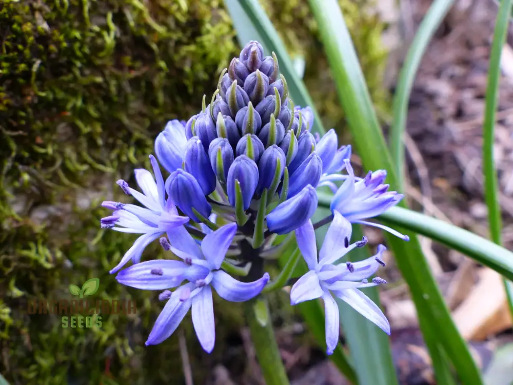 Scilla Reverchonii Seeds - Rare Bluebell Flower Bulbs for Gardening Enthusiasts | Premium Quality Planting Bulbs for Spring Blooms