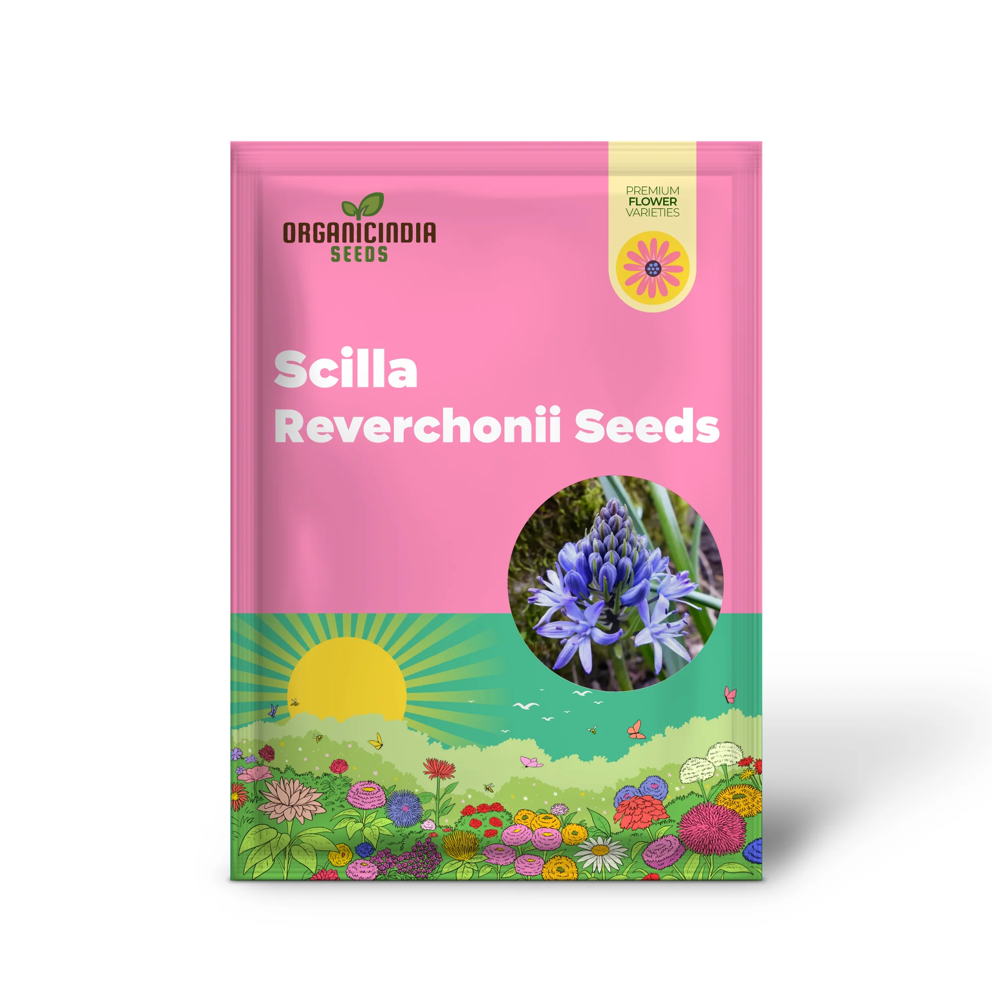 Scilla Reverchonii Seeds - Rare Bluebell Flower Bulbs for Gardening Enthusiasts | Premium Quality Planting Bulbs for Spring Blooms - Image 2