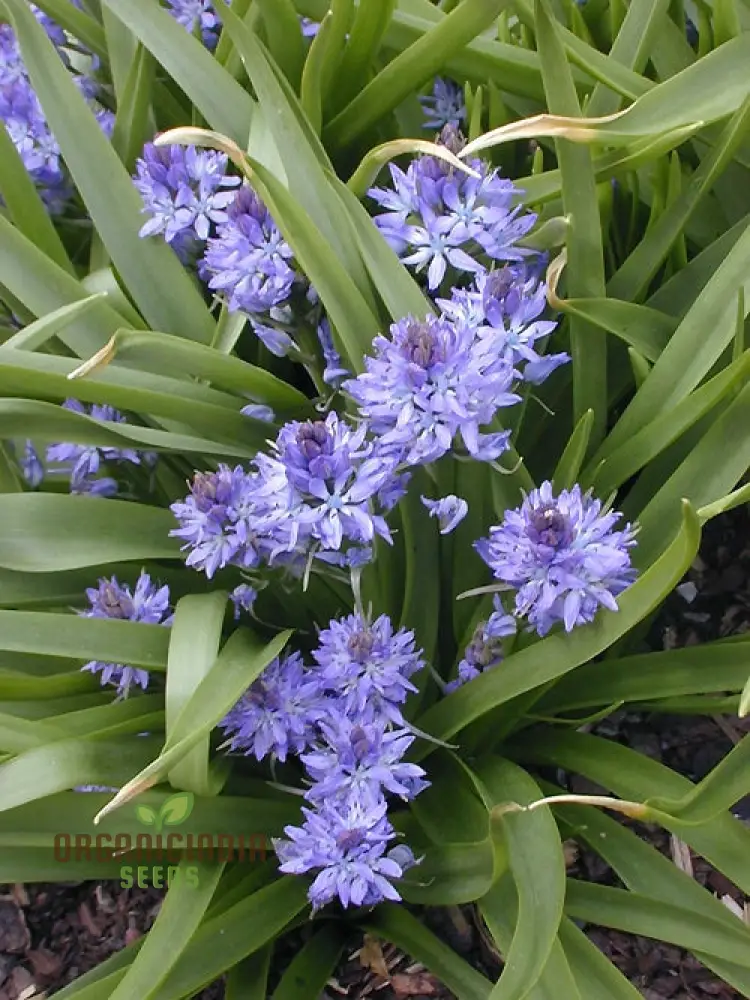 Scilla Reverchonii Seeds - Rare Bluebell Flower Bulbs for Gardening Enthusiasts | Premium Quality Planting Bulbs for Spring Blooms - Image 3