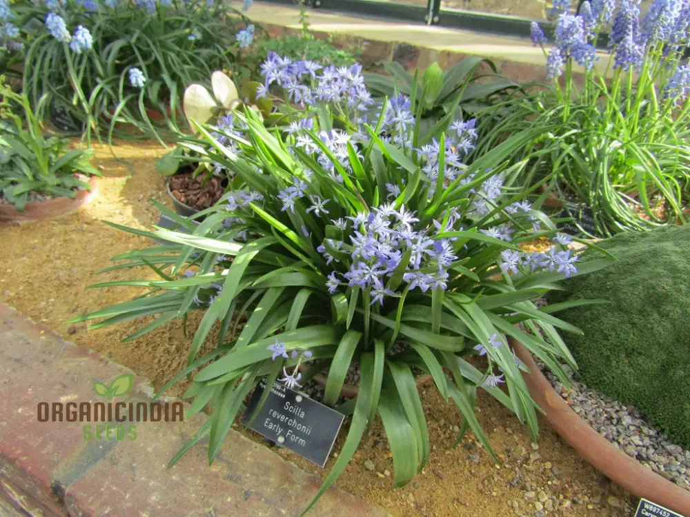 Scilla Reverchonii Seeds - Rare Bluebell Flower Bulbs for Gardening Enthusiasts | Premium Quality Planting Bulbs for Spring Blooms - Image 4