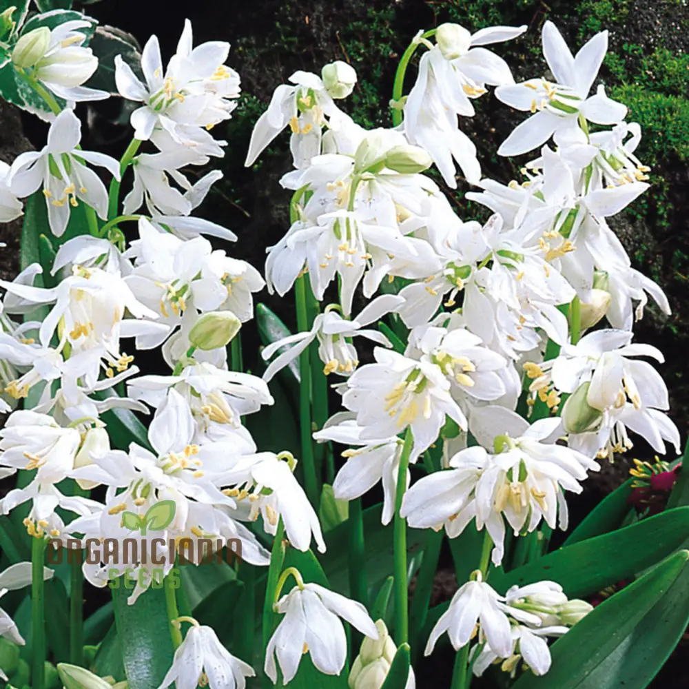 Scilla Siberica Alba Seeds for Gardening | Premium Quality Flower Seeds for Vibrant Spring Gardens | Ideal for Garden Enthusiasts and Landscapers