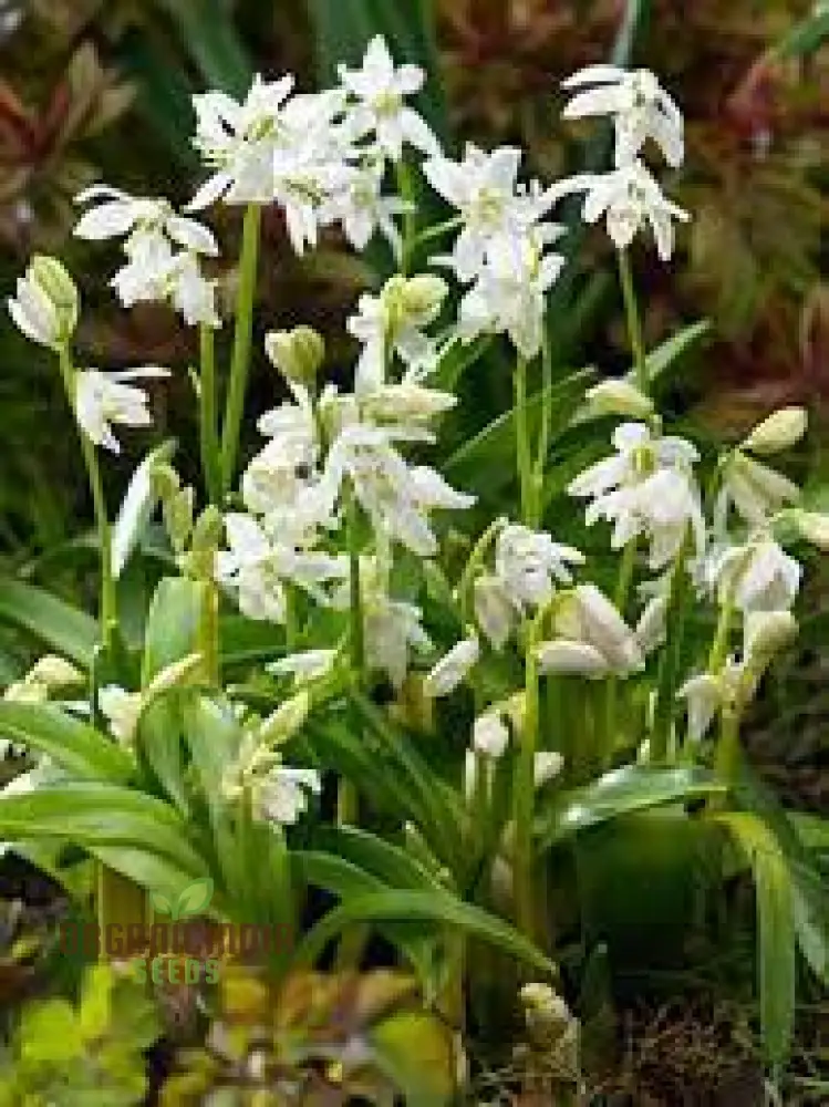 Scilla Siberica Alba Seeds for Gardening | Premium Quality Flower Seeds for Vibrant Spring Gardens | Ideal for Garden Enthusiasts and Landscapers - Image 4