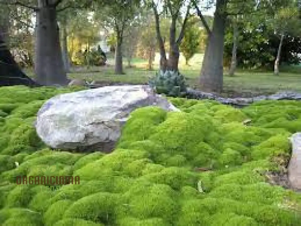 Scleranthus Biflorus Seeds for Gardening Enthusiasts | Fine-leaved Carpet Moss Seeds - Image 2