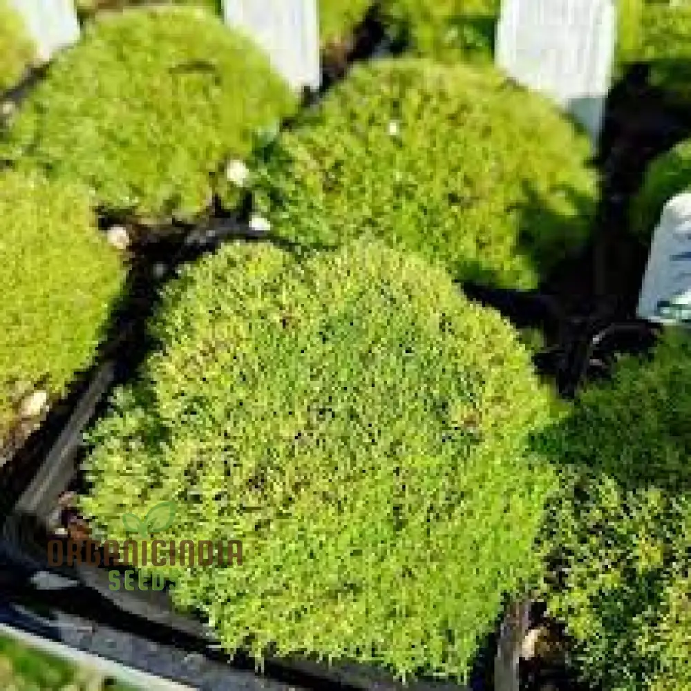 Scleranthus Biflorus Seeds for Gardening Enthusiasts | Fine-leaved Carpet Moss Seeds - Image 3